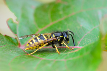 Young fluffy wasp sits on a leaf