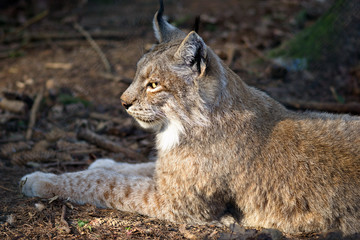 Großaufnahme Luchs, liegt im Wald im frühling 2018