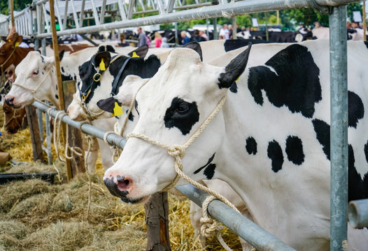 Landwirtschaftliche Tierschau, frisierte K&uuml;he warten auf ihren Einsatz