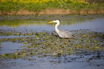 


Gray Heron (Ardea cinerea) in water Marsh