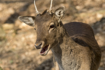European deer standing at sunset.