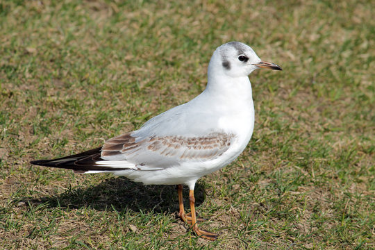 Black-headed gull (Chroicocephalus ridibundus) in juvenile plumage against green grass
