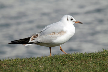 Black-headed gull (Chroicocephalus ridibundus) in juvenile plumage against blue water background