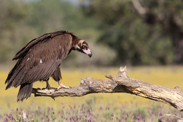 Eurasian Black Vulture in Spain