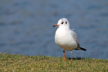 Black-headed gull (Chroicocephalus ridibundus) in juvenile plumage against blue water background
