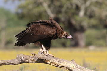 Eurasian Black Vulture in Spain