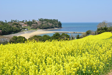 長崎鼻の菜の花