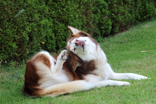 Husky kratzt sich hinter dem Ohr