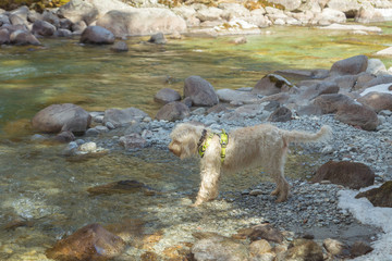 Curious white wire-haired breed dog spinone italiano walks along the mountain river with clean transparent water, Trentino, Italy, Europe