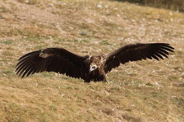 Eurasian Black Vulture in Spain
