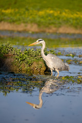 Gray Heron (Ardea cinerea) in Pond with reflection catching fish
