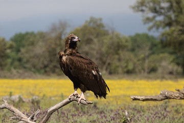 Eurasian Black Vulture in Spain