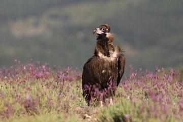 Eurasian Black Vulture in Spain