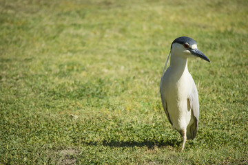 Black Crowned Night Heron 