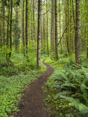 Winding trail though a green forest