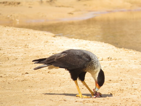 El carancho, caricari, caracara mo&ntilde;udo, carca&ntilde;a, guarro, mo&ntilde;udo, traro o caracara carancho​​​, carancho, caricari, caracara mo&ntilde;udo, carca&ntilde;a, guarro, mo&ntilde;udo, traro o caracara carancho​​​