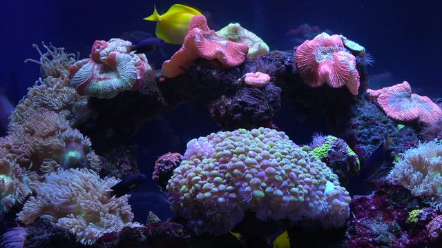 Bright fish swim in the aquarium
