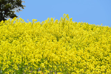 Obraz premium 長崎鼻の菜の花