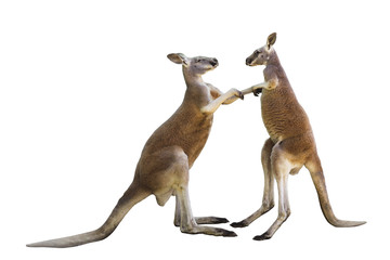 Fighting two red kangaroos on white  background isolated