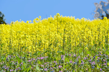 長崎鼻の菜の花