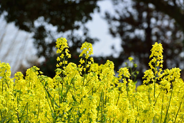 長崎鼻の菜の花