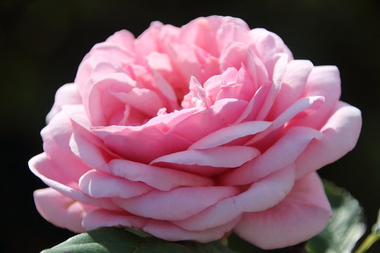 rosa englische  Strauchrose