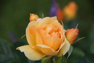 gelbe englische Strauchrose