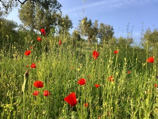 Mohn auf Blumenwiese