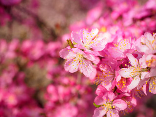 Red plum flowers with blur background