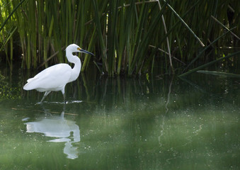 Snowy Egret 