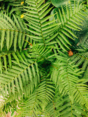 Beautyful ferns leaves green foliage natural floral fern background in sunlight.