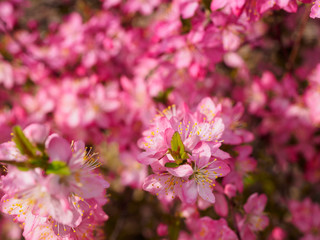 Red plum flowers with blur background