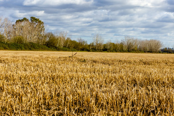 Field of Golden wheat under the blue sky and clouds.