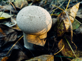 Mushrooms and Moss in the forest