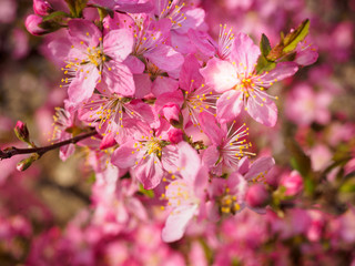Red plum flowers with blur background