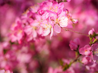 Red plum flowers with blur background