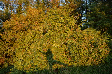paesaggi   fiori e natura 