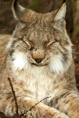 Großaufnahme, Gesicht Luchs mit geschlossenen Augen im Wald, im Frühling 2018