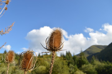paesaggi   fiori e natura 