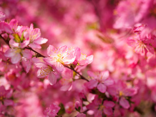 Red plum flowers with blur background