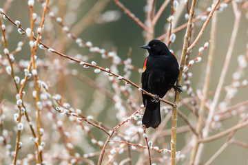 Blackbird is perched on a branch.