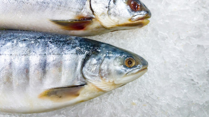 Fish for cooking lies in the store on ice