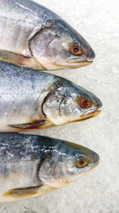 Fish for cooking lies in the store on ice