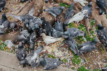 Pigeons during carnival in Venice, Italy