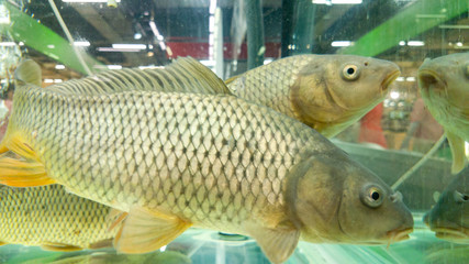 Fish for cooking floats in the aquarium in the store