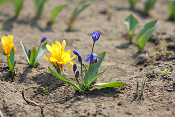 Crocuses. Yellow and blue flowers in the garden close-up.