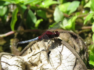red dragon-fly