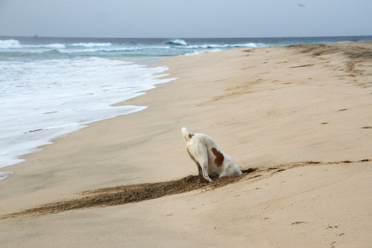 Stray Dog In A Hole Dig For Crabs On The Beach