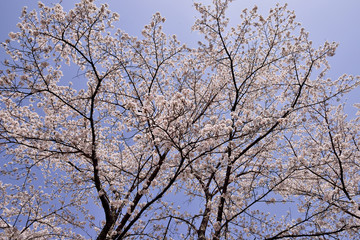 渓石園の桜