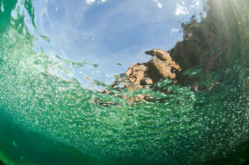 Fototapeta premium Reef fishes from the sea of cortez, mexico